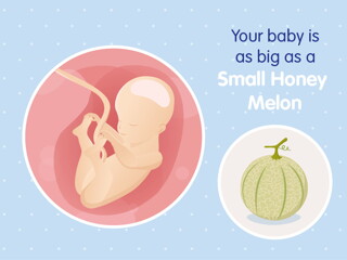 pregnancy-belly-fetal-development-week-25