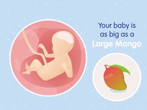 pregnancy-belly-fetal-development-week-23 pregnancy-belly-fetal-development-week-23