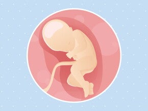 pregnancy-belly-fetal-development-week-32 pregnancy-belly-fetal-development-week-32