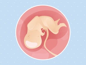 pregnancy-belly-fetal-development-week-34 pregnancy-belly-fetal-development-week-34