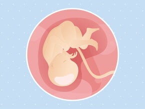 pregnancy-belly-fetal-development-week-35 pregnancy-belly-fetal-development-week-35
