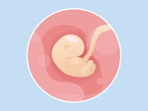 pregnancy-belly-fetal-development-week-6 pregnancy-belly-fetal-development-week-6