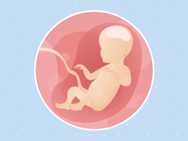 26 weeks fetal development