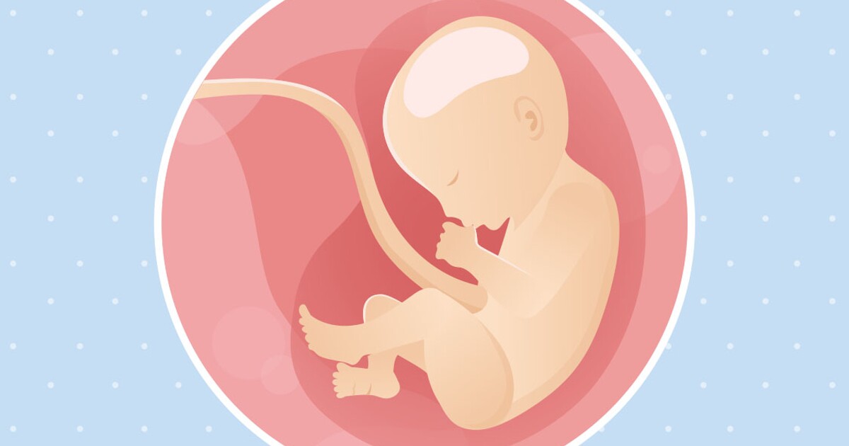 fetus in womb cartoon